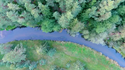Aerial top down view of summer forest with narrow river winding among the trees. Stock Footage 285784003