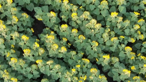 Aerial top down view of sunflower field. Sunflowers field, flowering sunflowers Stock Footage 142291786