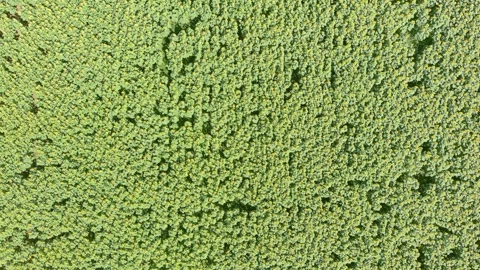 Aerial top-down view of sunflower field in summer afternoon, Czechia, Europe 스톡 동영상 247160765