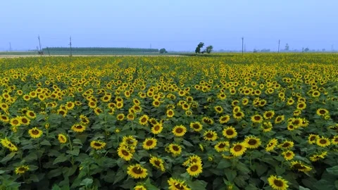 Aerial top-down view of sunflower field symmetry. Stock Footage 310783419