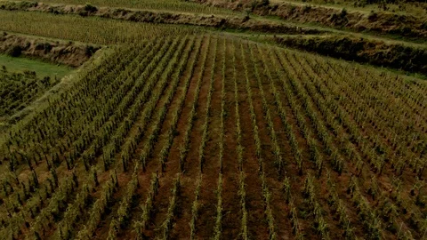 Aerial top down view of  a terraced vineyard on mount Etna in Sicily Video stock 119206225