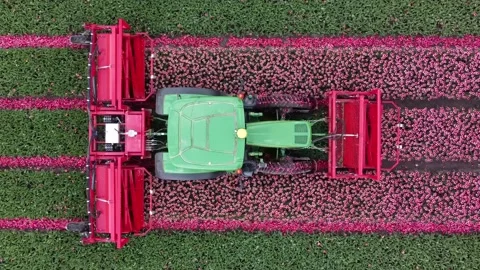 Aerial top down view of tractor topping pink tulips during spring 4k Stock Footage 168515083