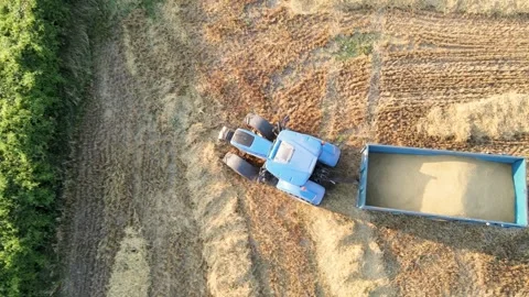 Aerial top-down view of tractor towing grain trailer full of golden ripe wheat. 스톡 동영상 313597471