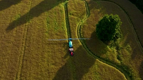 Aerial Top-Down View of Tractor Spraying Rapeseed Field Near Tree at Golden Hour Stock Footage 340483699