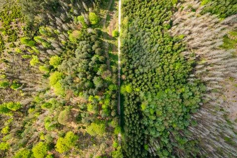 Aerial top down view on trail in the woods Stock Photos