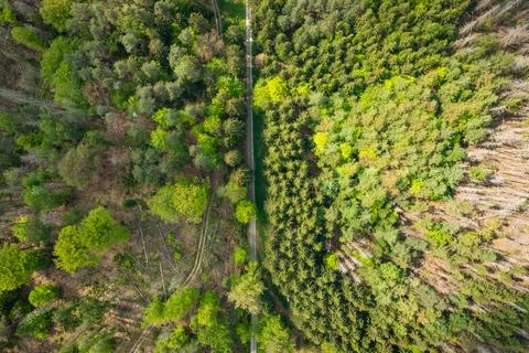 Aerial top down view on trail in the forest Stock Photos