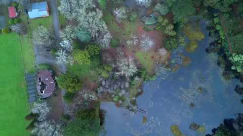 Aerial Top-Down View of Tranquil Pond in a Lush Forest Stock Footage 296922431