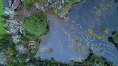 Aerial Top-Down View of Tranquil Pond in a Lush Forest Stock Footage 296922454