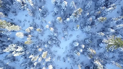 Aerial top down view of trees covered by snow in the forest. Stockbeeldmateriaal 161536751