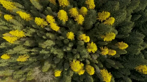 Aerial top down view of trees changing color in autumn. Stock Footage 200971537