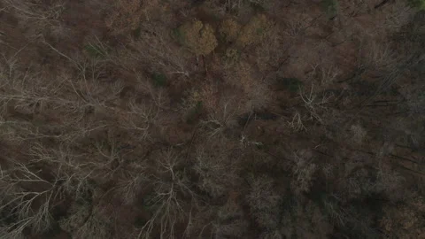Aerial Top Down View Trees Canopy 4K D-LOG Stock Footage 232594930