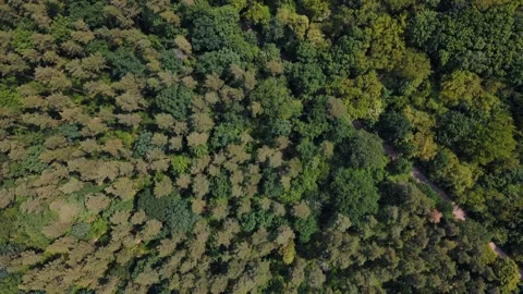 Aerial top down view of trees and trails in Grunewald Forest Berlin 스톡 동영상 249107224