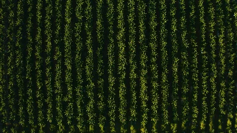 Aerial, top down view on tropical plantation Vidéo 119301712
