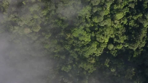 Aerial top down view of a tropical forest canopy covered in a thin layer of fog Stock Footage 155418490