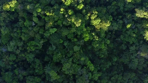 Aerial top down view of a tropical forest: the Amazon forest seen from above Stock Footage 165837124