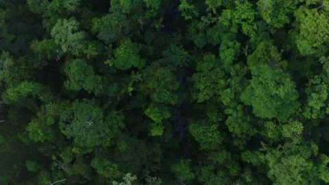 Aerial top down view of a tropical stream running through the canopy Stock Footage 165838470