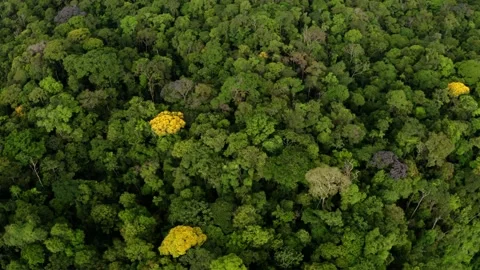 Aerial top down view of tropical forest, a nature background Stock Footage 165848063