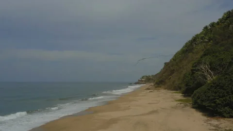 Aerial top down view of tropical forest in summer day and sandy beach Stock Footage 172503205