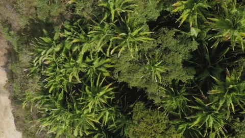 Aerial top down view of tropical forest in summer day and flying birds Stock Footage 172505901