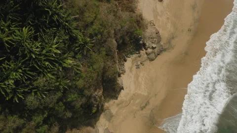 Aerial top down view of tropical forest in summer day and sandy beach Stock Footage 172506581