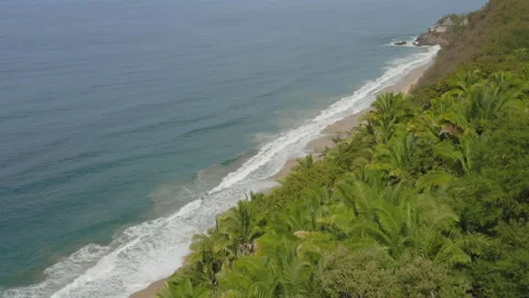Aerial top down view of tropical forest in summer day and sandy beach Stock Footage 172506855