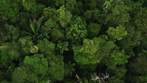 Aerial top down view of a tropical forest canopy showing the tree biodiversity Vidéo 196221916
