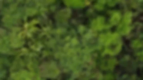 Aerial top down view tropical jungle Stock Footage 256678466