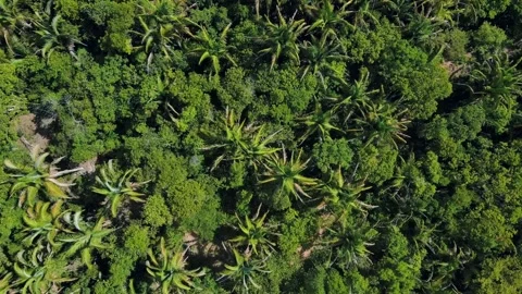 Aerial top down view of tropical rainforest during summer in Nobres Bom Jar.. Stock Footage 268706913