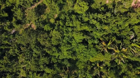 Aerial top down view of tropical rainforest during summer in Nobres Bom Jar.. Stock Footage 268706933