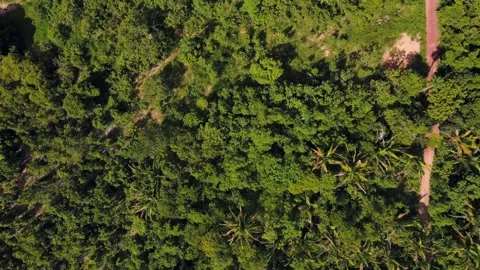 Aerial top down view of tropical rainforest during summer in Nobres Bom Jar.. 스톡 동영상 268706942