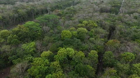 Aerial top down view of tropical forest canopy with lush green Stock Footage 329498345