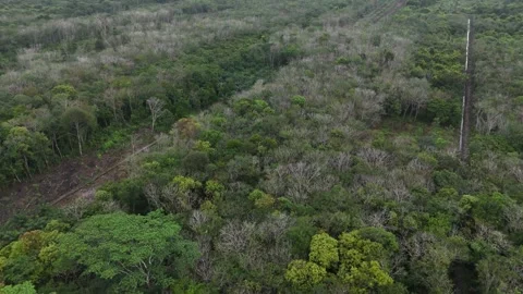 Aerial top down view of tropical forest canopy with lush green Stock Footage 329498378