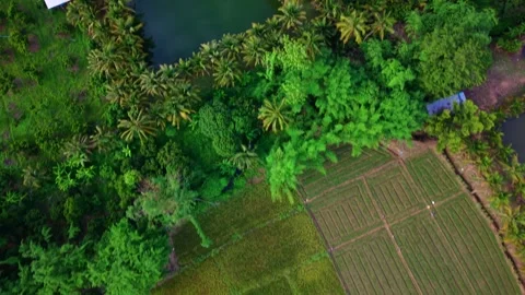 Aerial top down view of tropical farm with fish pond palm trees and green fields Stock-Footage 334825016