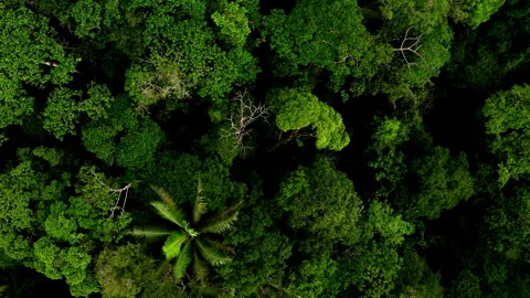 Aerial top down view of a tropical forest Stock Footage 336863457