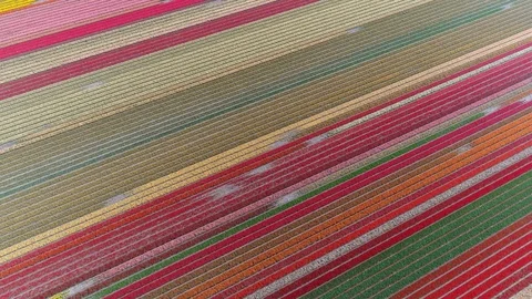 Aerial top down view of tulip field showing several different colors 4k Stock Footage 100329412