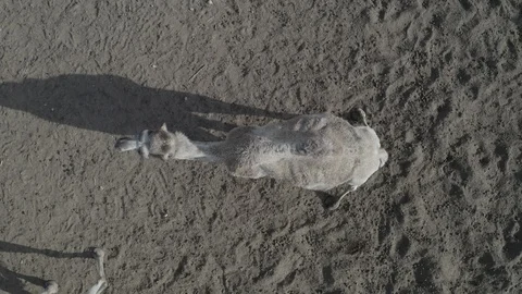 Aerial top down view of two humped camel grazing in corral. Negev desert, Israel Stock Footage 125849632