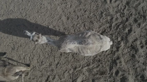 Aerial top down view of two humped camel grazing in corral. Negev desert, Israel Stock Footage 125849755