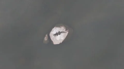 Aerial Top Down View of Two Crocodiles Resting on Vídeo Stock 345985961