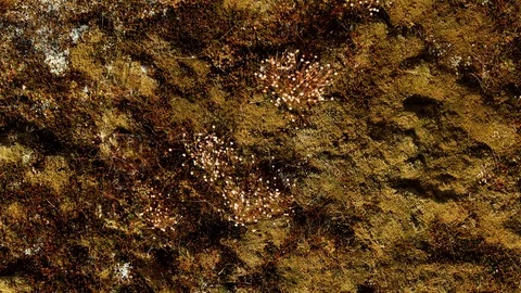 Aerial top down view of typical Iceland soil with moss, heather and lichen Stock-Footage 116543255