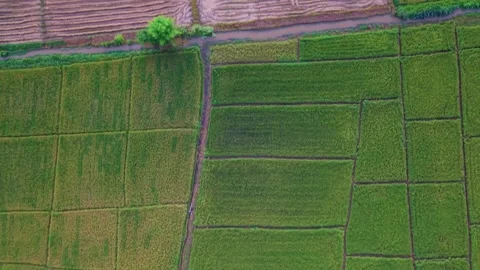 Aerial top down view of ultra vibrant green rice fields patterns 스톡 동영상 334586854