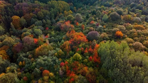 Aerial Top-Down View of Vibrant Autumn Forest on Vitosha Mountain, Bulgaria Stock Footage 302246555
