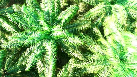 Aerial Top Down View of Vibrant Palm Tree Canopy in Borneo Indonesia Видео 329086328