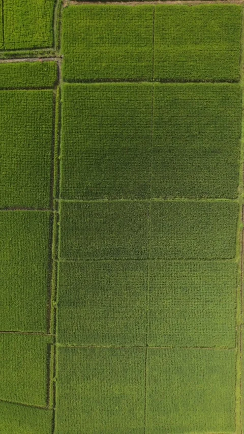 Aerial Top Down View of Vibrant Green Rice Paddy Fields Pattern Stock Footage 343804419