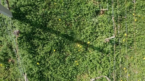 Aerial top down view of vineyard Stock Footage 88818711