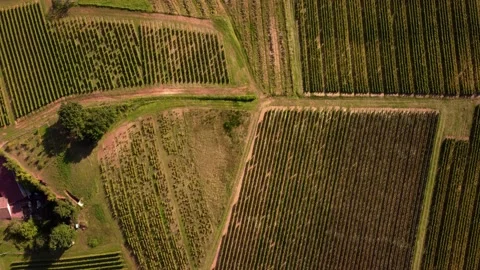 Aerial top down view of vineyard hills field covered with viticulture Stock Footage 164593711