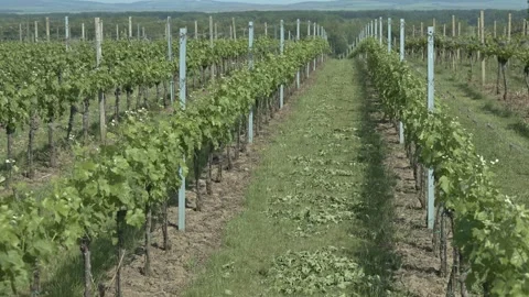 Aerial top down view of vineyard rows in Southern Moravia Stock Footage 339862344