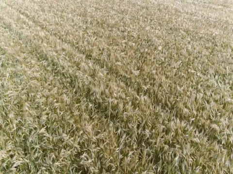 Aerial top-down view wheat field during summer day 4k Stock Footage 80531975