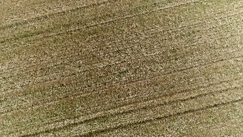 Aerial top down view of wheat field with common wheat 4k Stock Footage 81550031