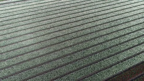 Aerial top down view of white tulip field 4k Stock Footage 82454276