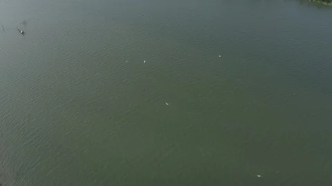 Aerial top down view of white birds, seagulls flying over water surface of river Stock Footage 128222259